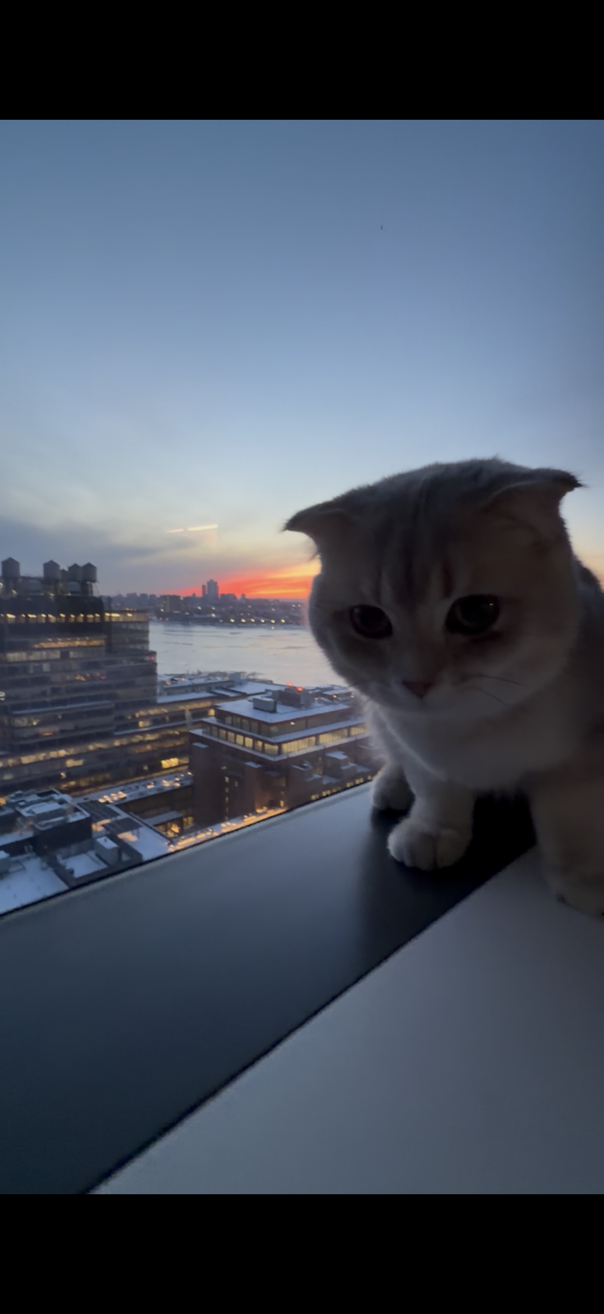 Adorable Scottish Fold kitten with folded ears watching a beautiful sunset over Manhattan from a Hudson Yards apartment window