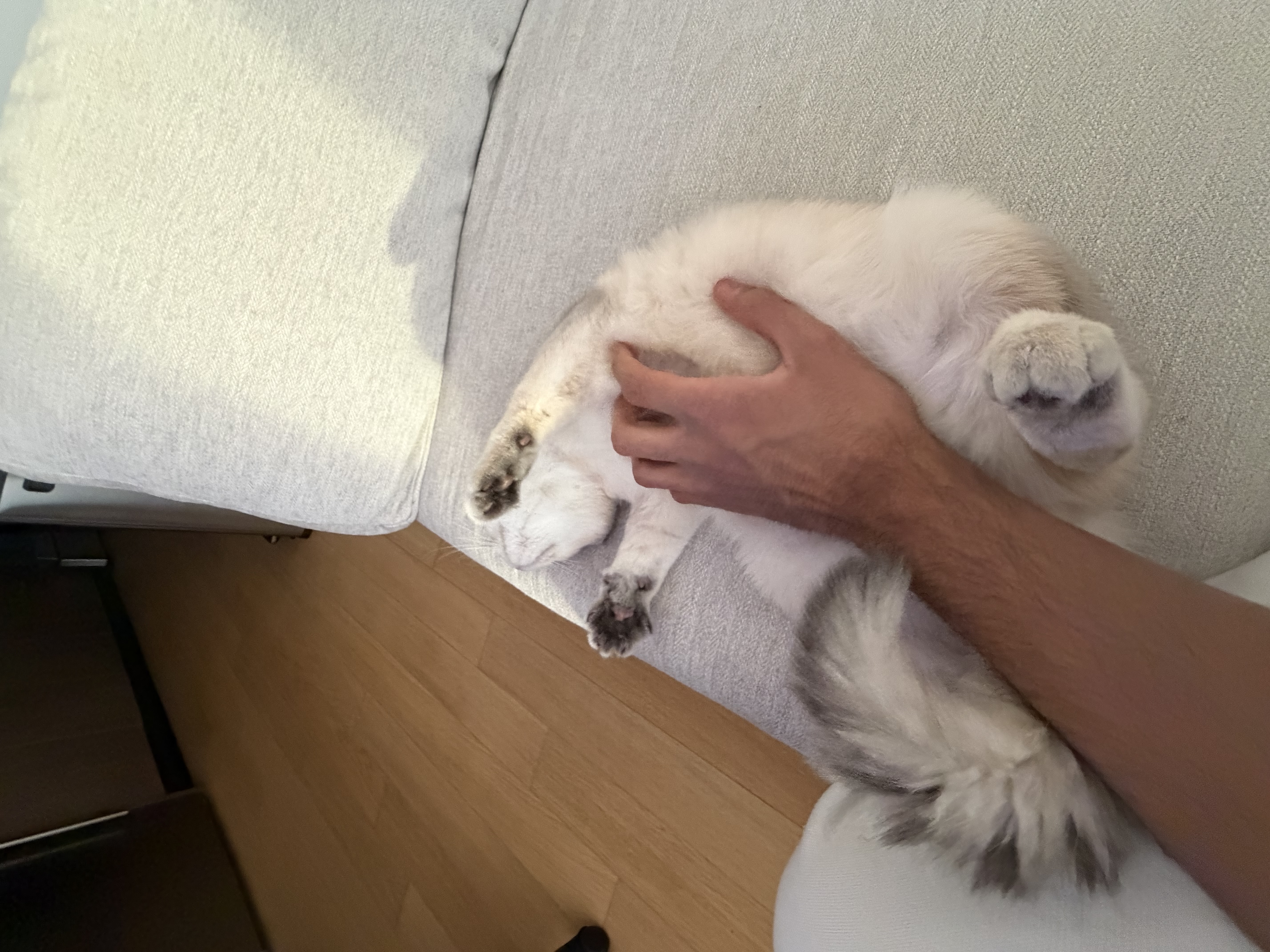 Scottish Fold kitten enjoying belly rubs on a cozy couch, showing his trusting and affectionate personality