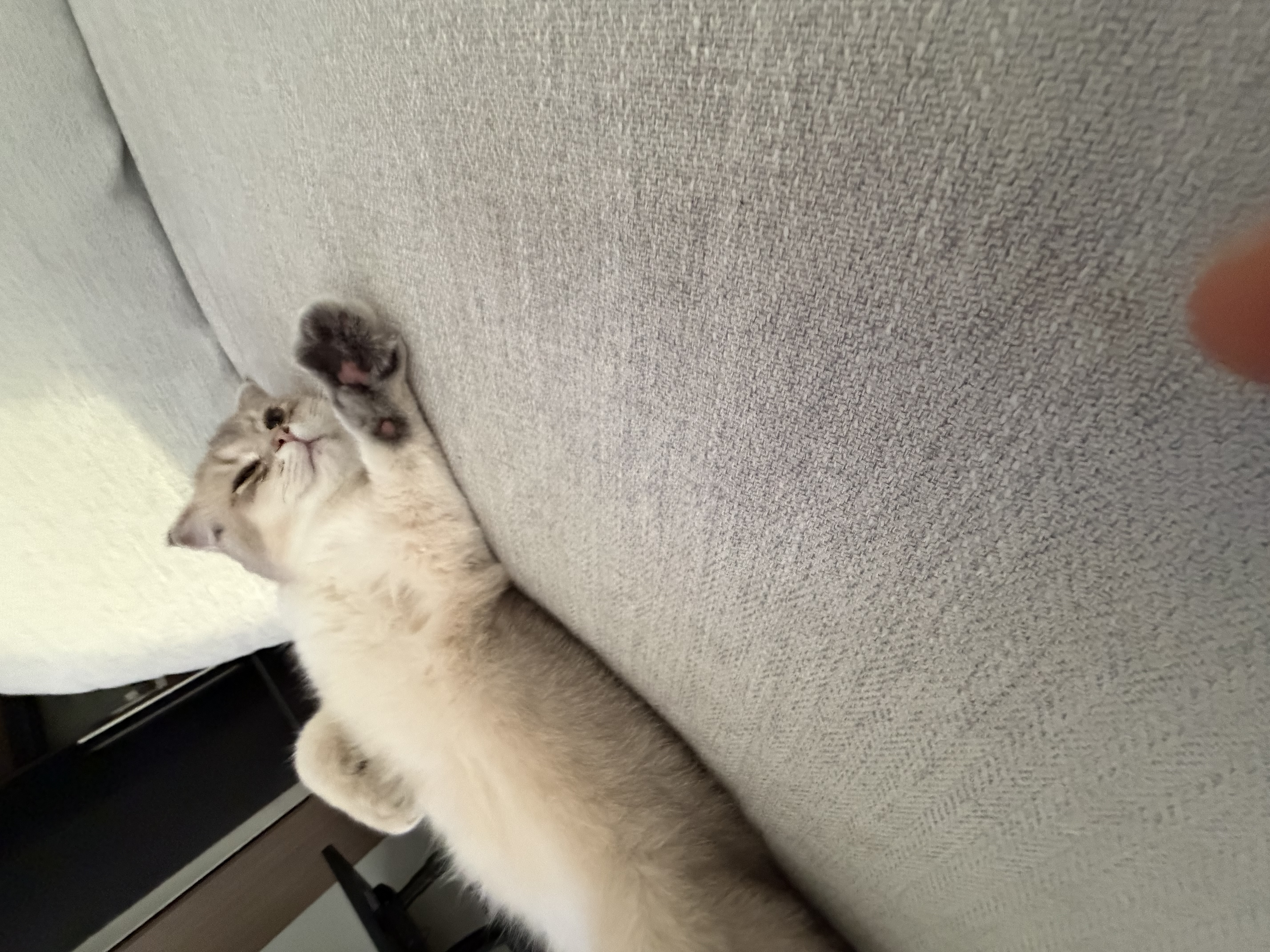 Scottish Fold kitten relaxing contentedly on the sofa with paw raised, looking peaceful and happy
