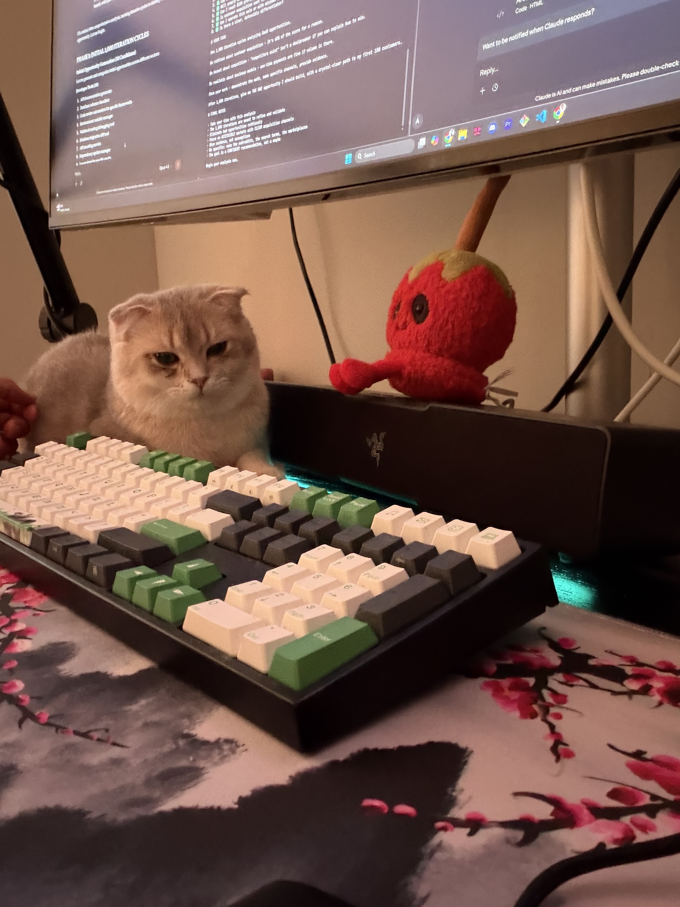 Scottish Fold kitten sitting by a computer keyboard, being a perfect work-from-home companion